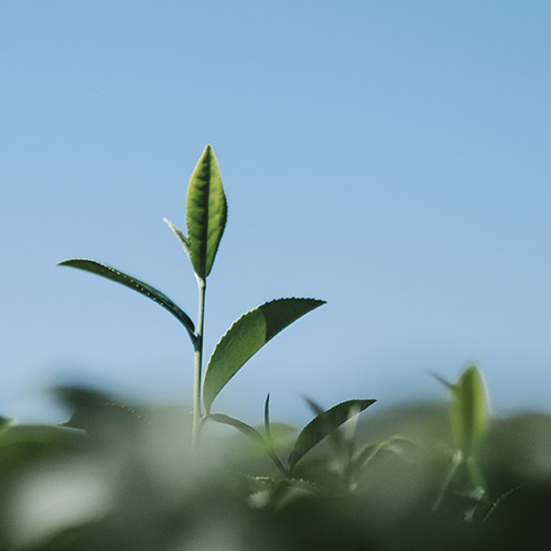 Ecología
