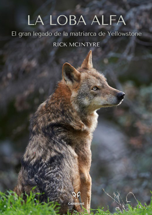 LA LOBA ALFA : EL GRAN LEGADO DE LA MATRIARCA DE YELLOWSTONE